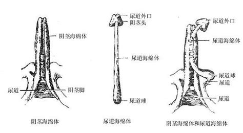 陰莖上|陰莖:解剖結構,組織學結構,兩種自然狀態,相關疾病與治療,